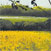 Rory Browne - Oil seed rape