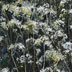 Rory Browne - One for Maz. Cow parsley