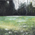 Rory Browne - Snowdrop Wood