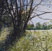 Rory Browne - Red Berries